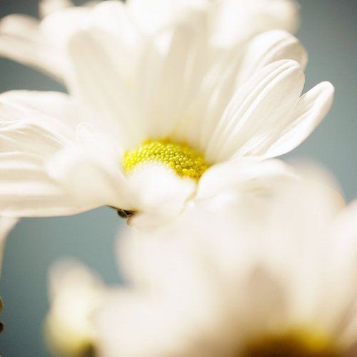 Medicina natural: Homeopatía, fitoterapia, otros
